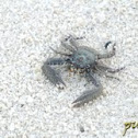 Crab