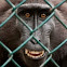 Celebes Crested Macaque