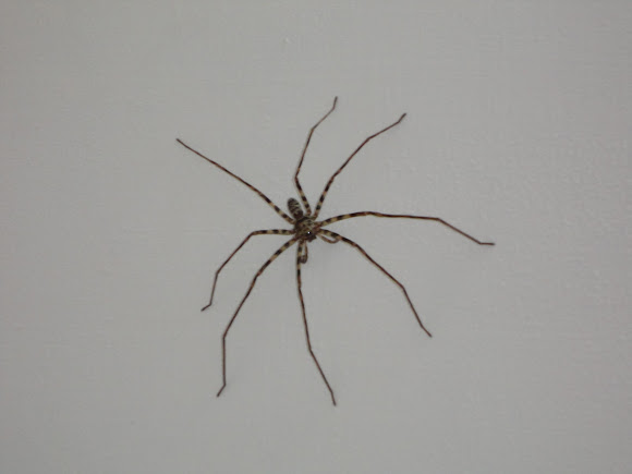Spotting Image 1