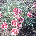 Dianthus