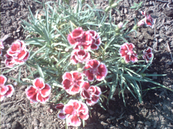 Spotting Image 1