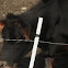 Holstein/Jersey Mix