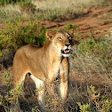 lion