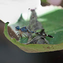 Common Blue Damselfly
