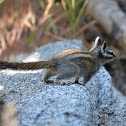 Western Chipmunk