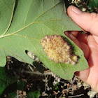 Gall on oak leaf
