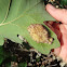 Gall on oak leaf