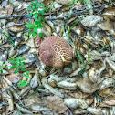 Mushroom