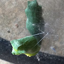 Swallowtail chrysalis
