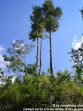 nomad4ever_indonesia_bali_landscape_CIMG1917.jpg