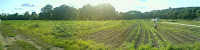 West - Waltham Community Farm