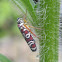 Agrosoma Sharpshooter