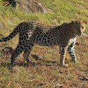 Leopard