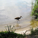 Limpkin