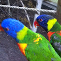 Rainbow Lorikeet