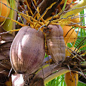 Coconut palm