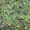 Feather Moss