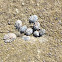 California rough limpet