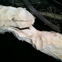 Beaver-chewed tree