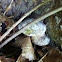Oligoporus Caesius