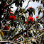 Rhododendron