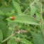 ladybug