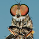 Robber Fly