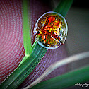 Golden tortoise beetle
