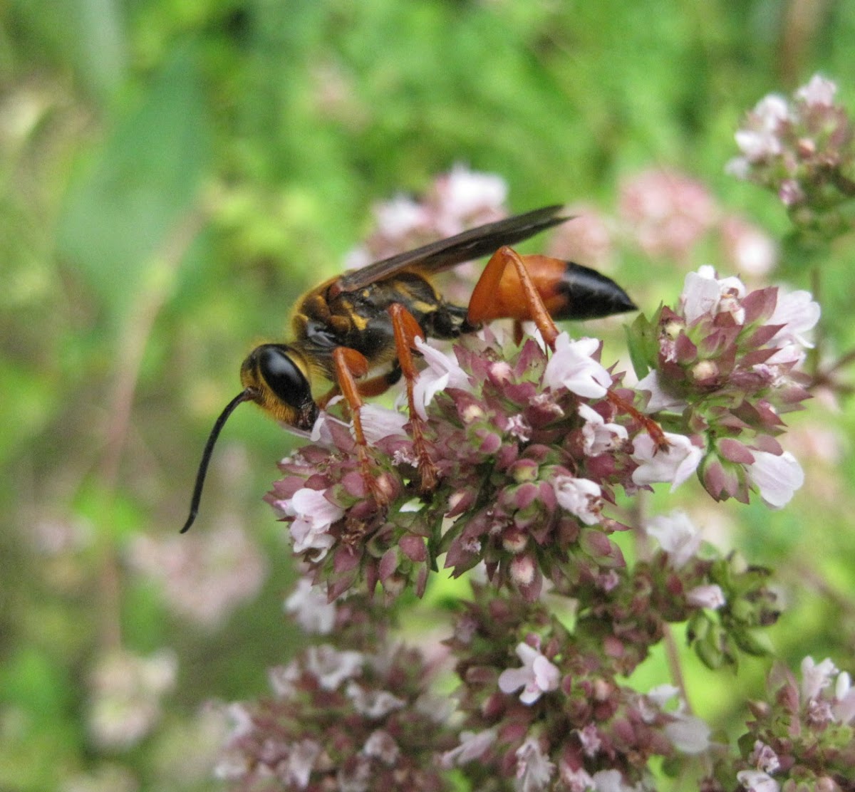 Great Golden Digger Wasp