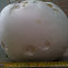 Giant Puffball