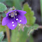 Phacelia