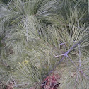 White Pine