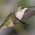 Birds of Texas