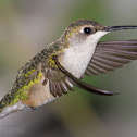 Ruby-throated Hummingbird
