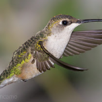 Birds of Texas