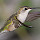 Birds of Texas