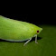 Acanalonia