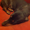Dachshund