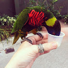 Rainbow Lorikeet