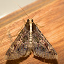 Sundowner Moth