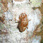 Cicada exoskeleton