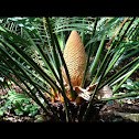 Cycad