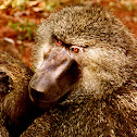 Baboon