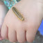 Unknown millipede