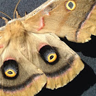 Polyphemus Moth