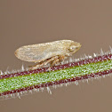 Meadow spittlebug