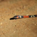 False Coral snake
