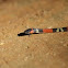 False Coral snake