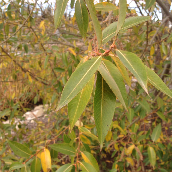 LaurelLeaf Willow Project Noah