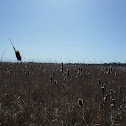 Common Cattail